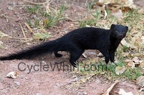 Mongoose Black specs and reviews